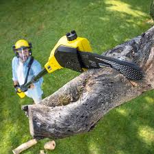 Best Root Management and Removal  in Tillamook, OR