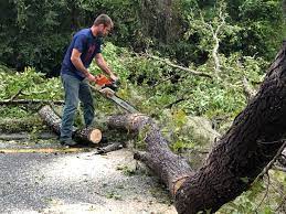 Best Arborist Consultation Services  in Tillamook, OR