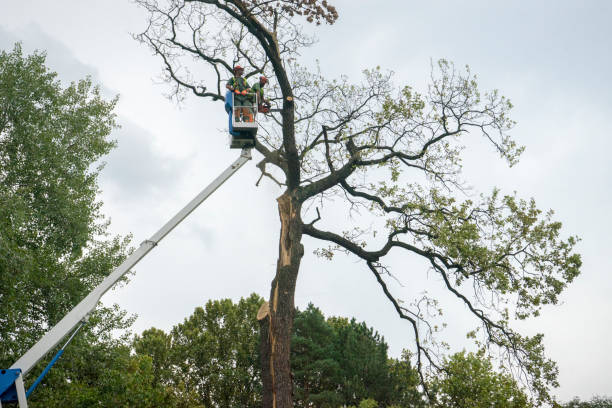 Best Hedge Trimming  in Tillamook, OR