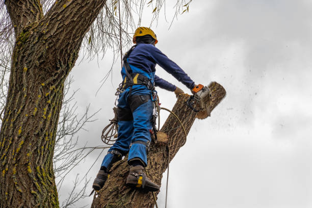 Best Seasonal Cleanup (Spring/Fall)  in Tillamook, OR