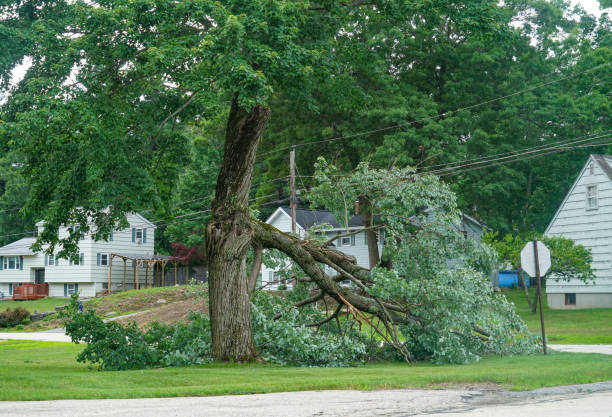 Best Tree Risk Assessment  in Tillamook, OR