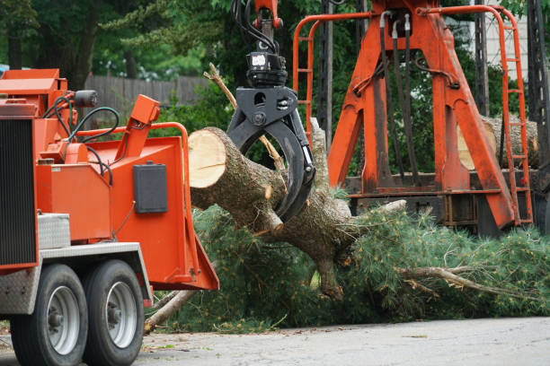 Best Leaf Removal  in Tillamook, OR