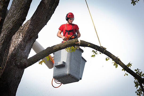 Best Tree Trimming and Pruning  in Tillamook, OR