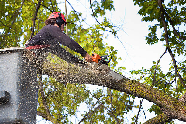 Best Tree Maintenance Programs  in Tillamook, OR