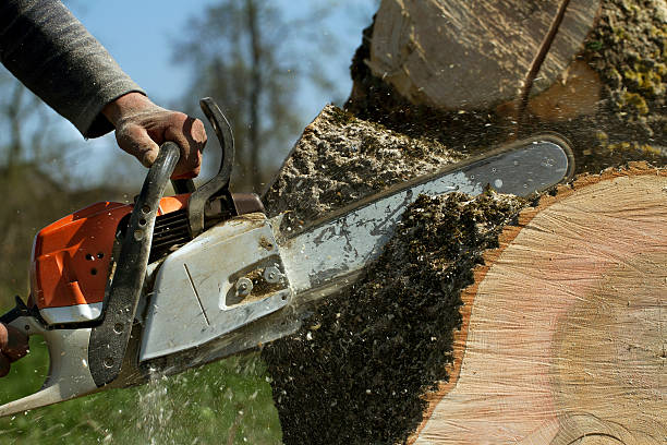 Leaf Removal in Tillamook, OR